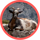 Orthem - Gestión Integral de la Biodiversidad