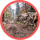 Gestión Forestal Sostenible