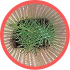 Gestión Forestal Sostenible