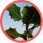 Gestión Forestal Sostenible