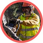 Gestión Forestal Sostenible