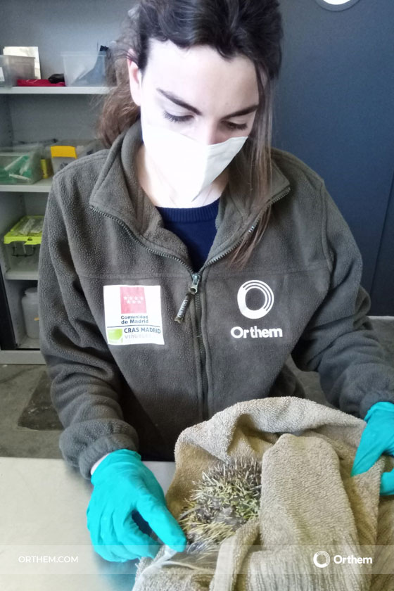 Veterinarios de Orthem rehabilitan a casi 300 ejemplares de especies autóctonas en el CRAS de Madrid