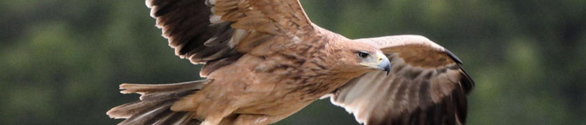 El número de águilas imperiales en Madrid se ha duplicado en la última década