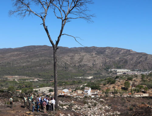 Las labores de recuperación tras el incendio forestal de Montitxelvo, en Valencia, ya están al 50% y finalizarán antes de lo previsto