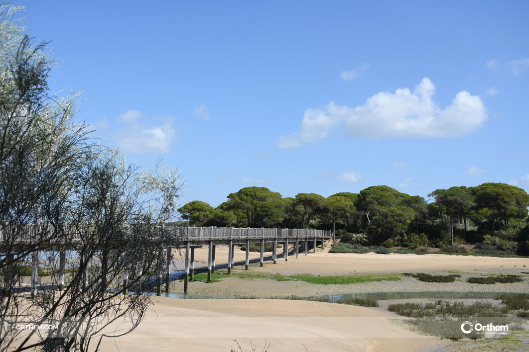 Parque de los Toruños: formación y prevención para proteger un espacio natural clave en Cádiz Parque de los Toruños: formación y prevención para proteger un espacio natural clave en Cádiz