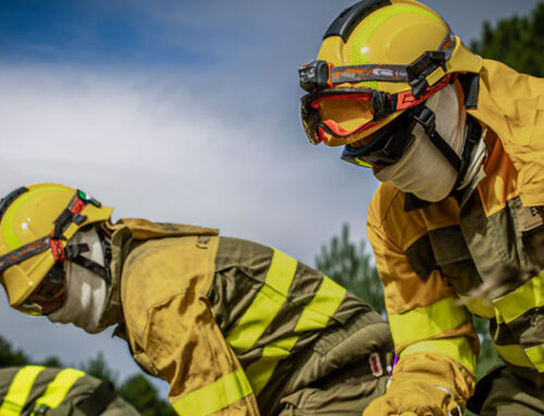 Por qué es necesario gestionar los bosques: motivos ecológicos, económicos y de salud pública